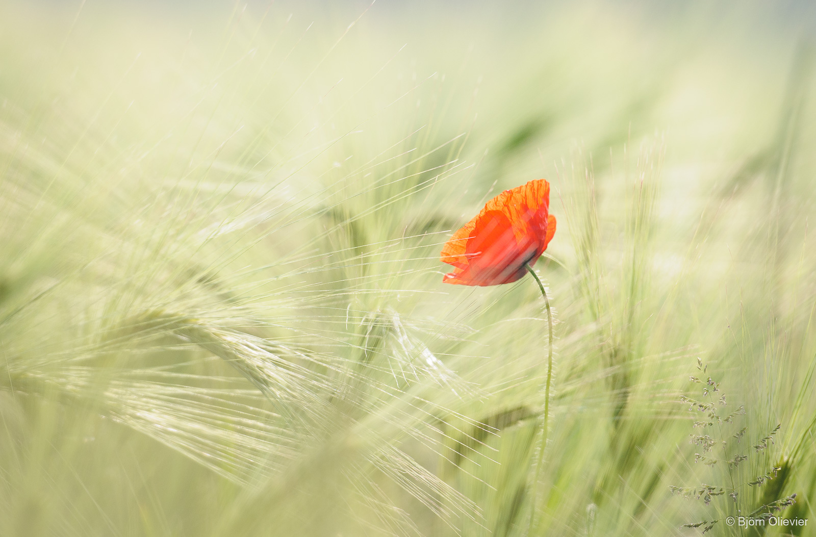 Poppy