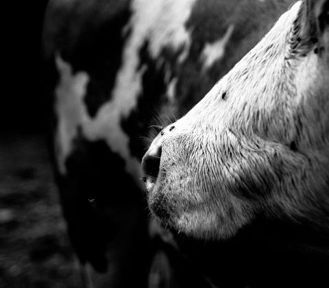 Moo!