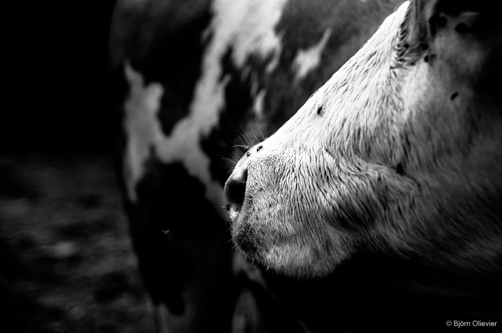Moo!