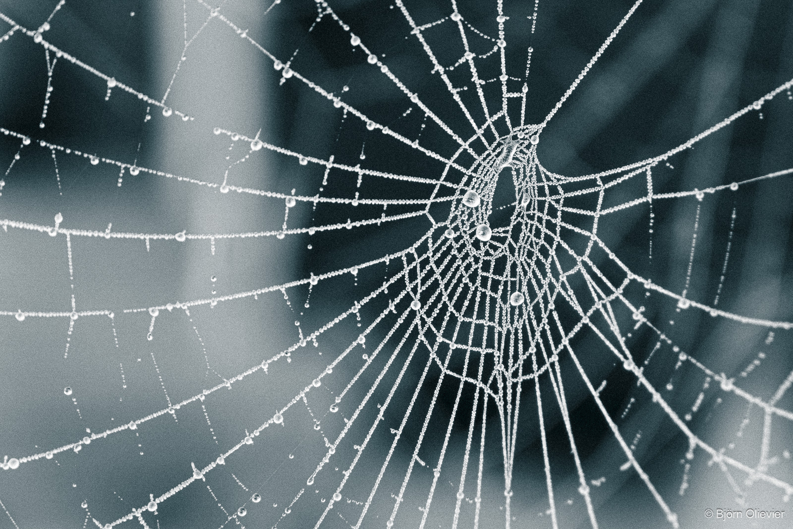 Web