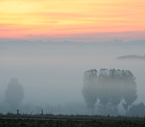 Morning glory