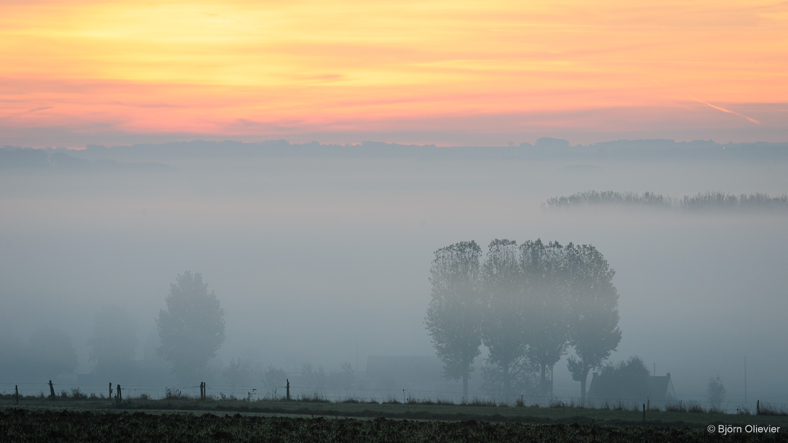Morning glory