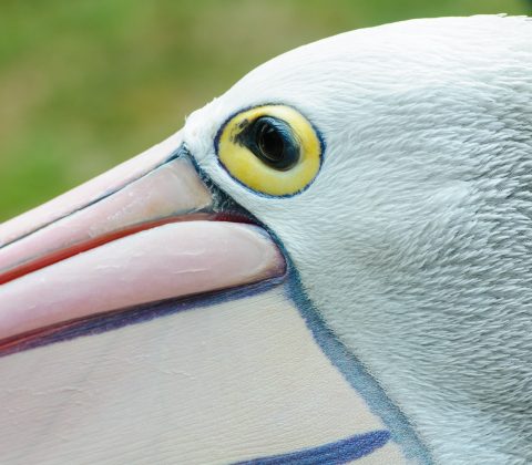 Close-up