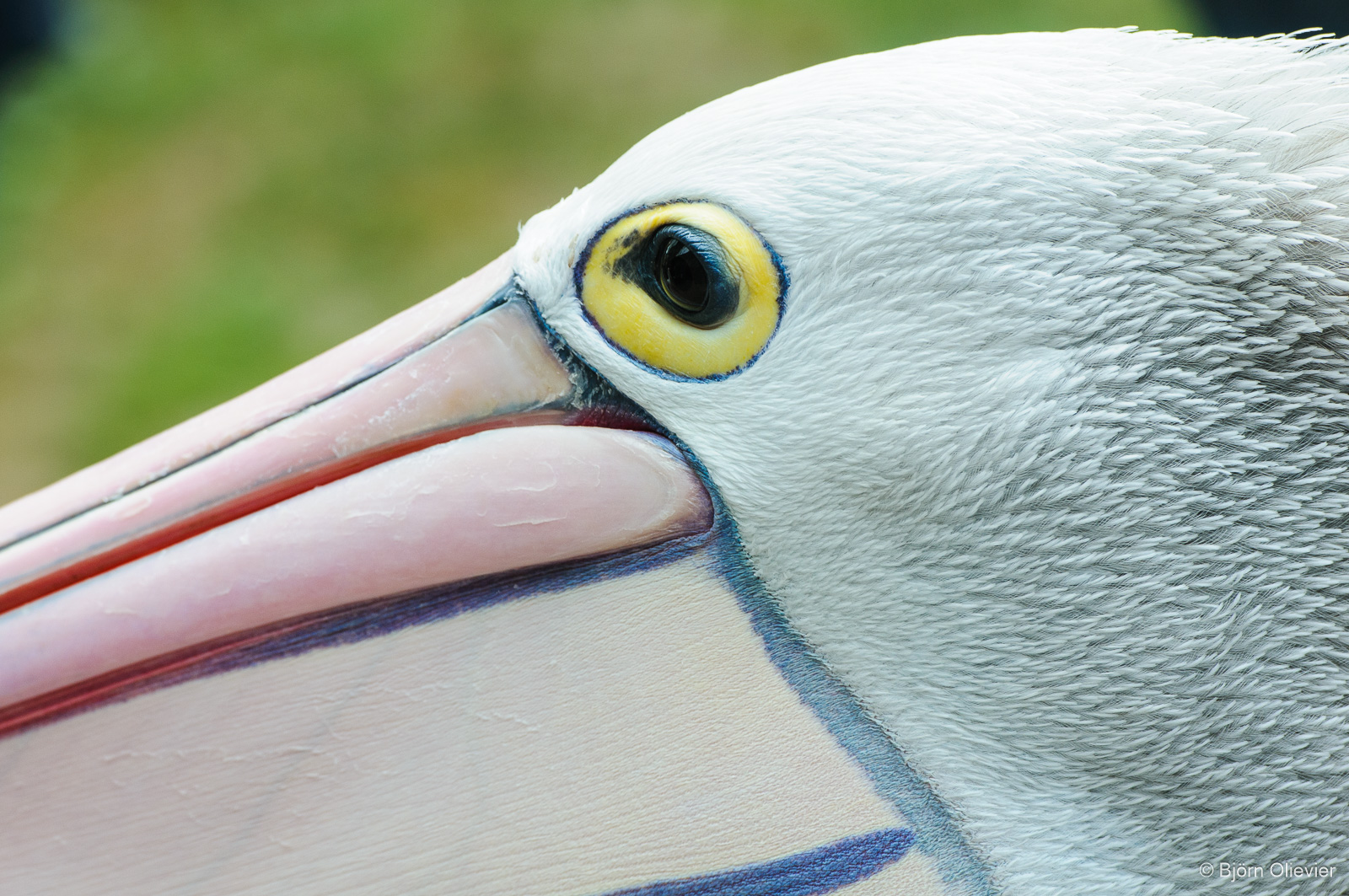 Close-up